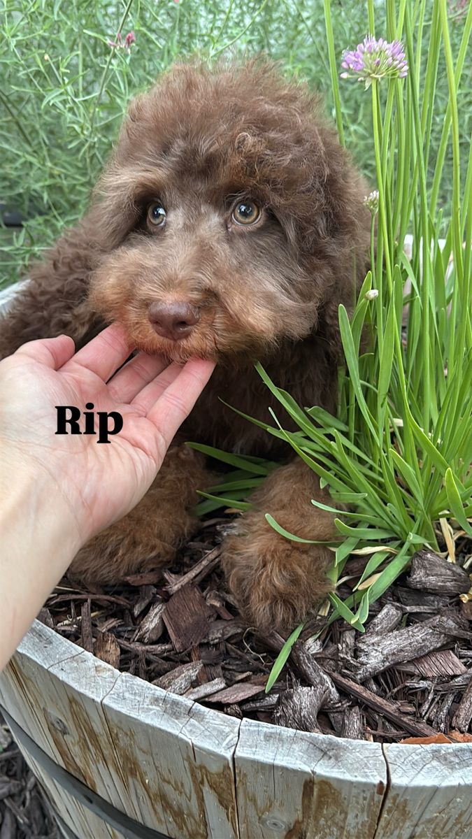 Mini Bernedoodle 20-35 lbs. Trained