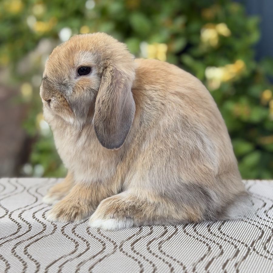 Holland Lop Doe