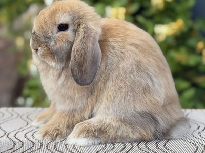 Holland Lop Doe