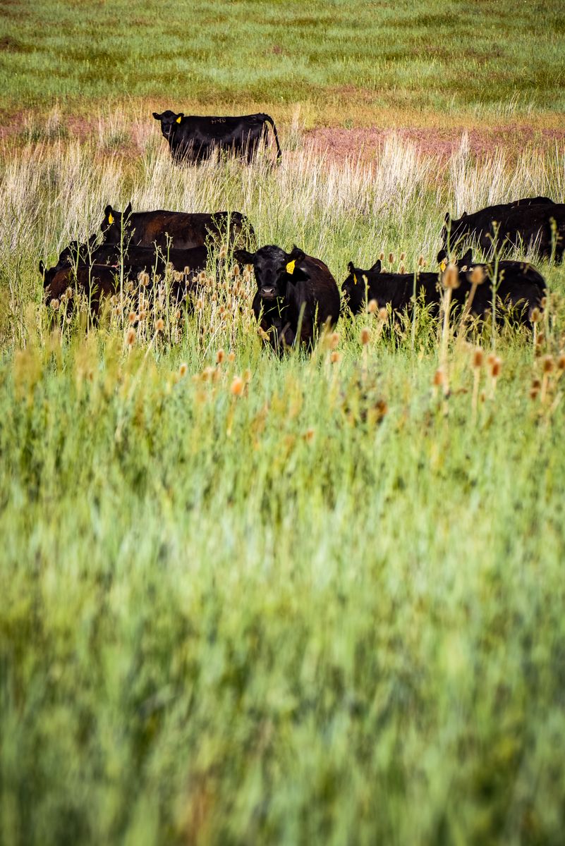 Quarter Cow for Sale – Angus Beef (Utah Pickup/Delivery)