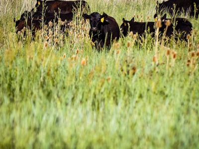 Quarter Cow for Sale – Angus Beef (Utah Pickup/Delivery)