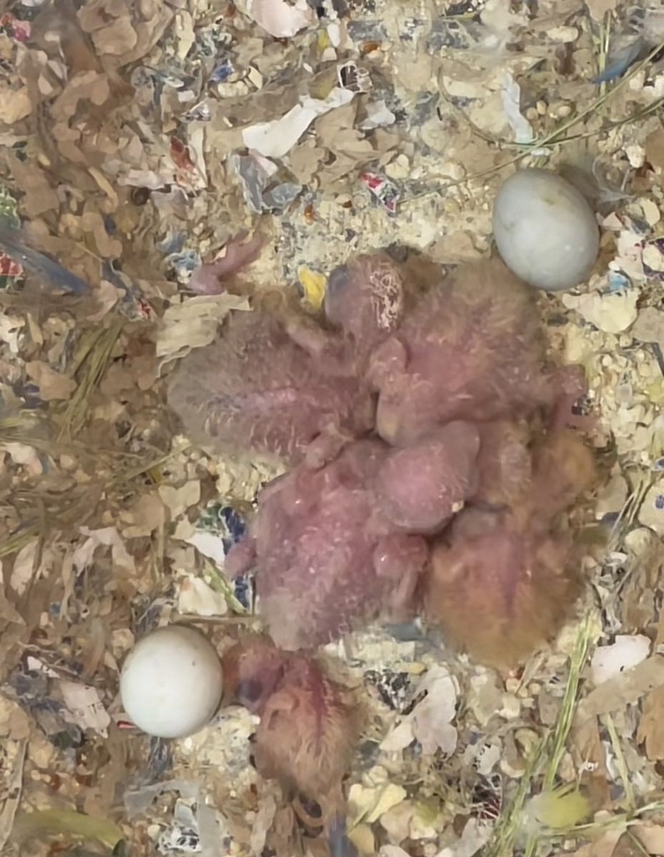 Proven pair of lovebirds