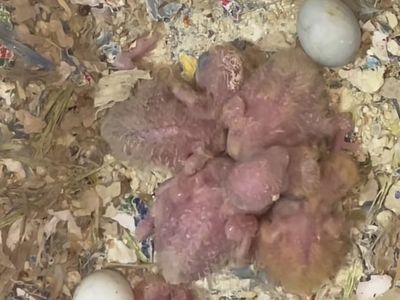 Proven pair of lovebirds