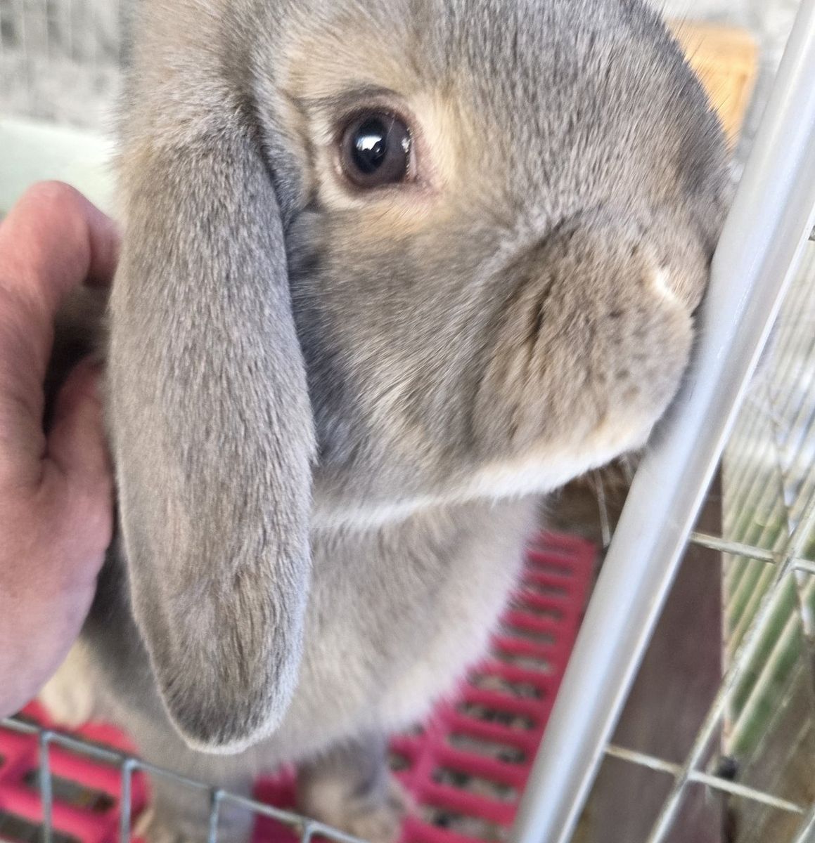 Opal Mini Lop Jr Bunny Rabbit