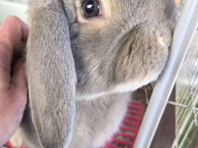 Opal Mini Lop Jr Bunny Rabbit