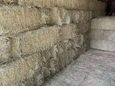 Grass Hay small bales