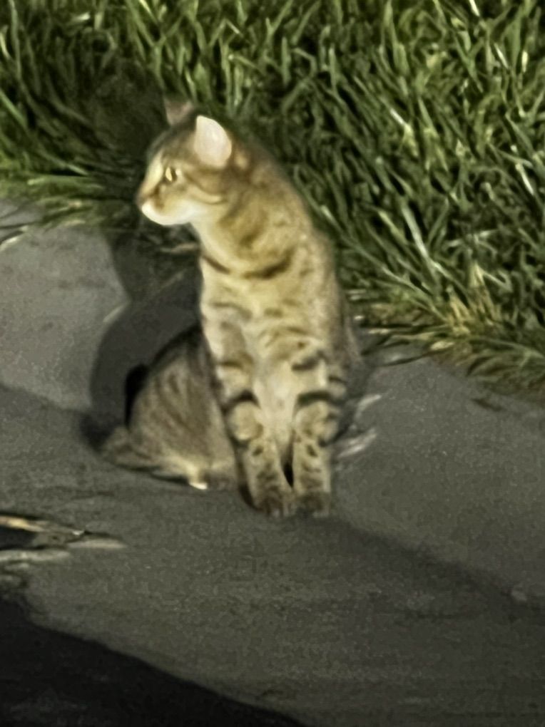 Lost Cat