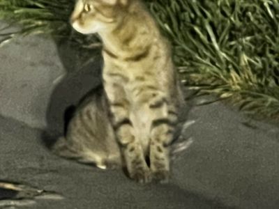 Lost Cat