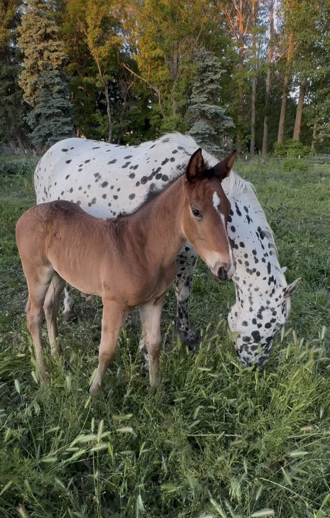 Appaloosa Filly (ApHC registered