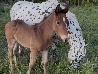 Appaloosa Filly (ApHC registered