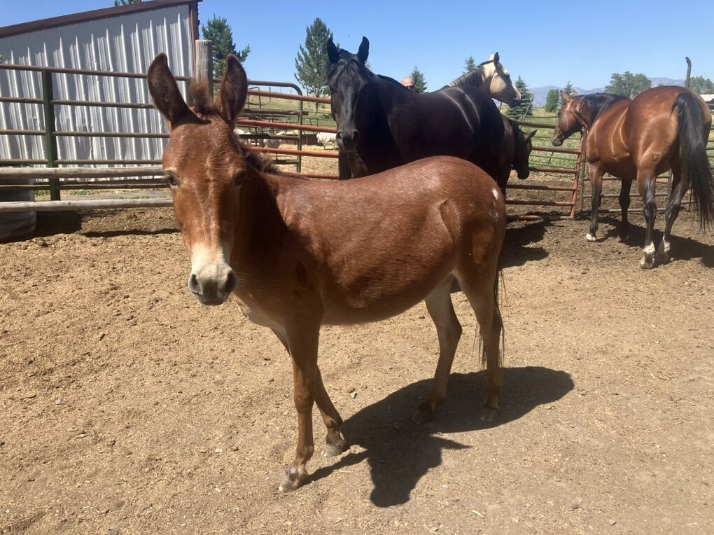 Miniature/ Mini Pintaloosa Molly Mule