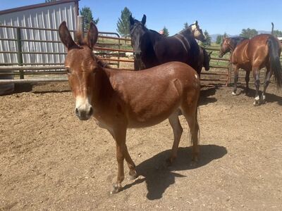 Miniature/ Mini Pintaloosa Molly Mule