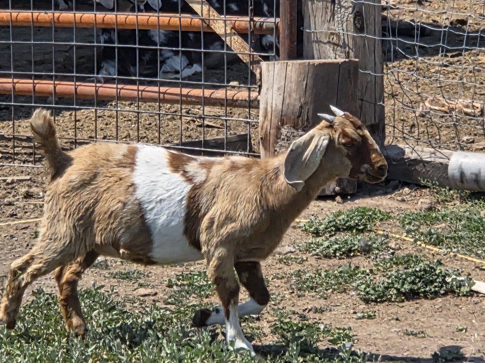 Boer/Nubian cross doeling