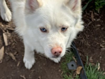 2 Year Old Pomsky