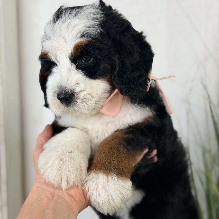Bernedoodle puppies girls 35-40 lbs Ready
