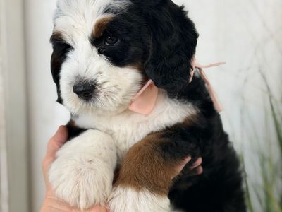 Bernedoodle puppies girls 35-40 lbs Ready