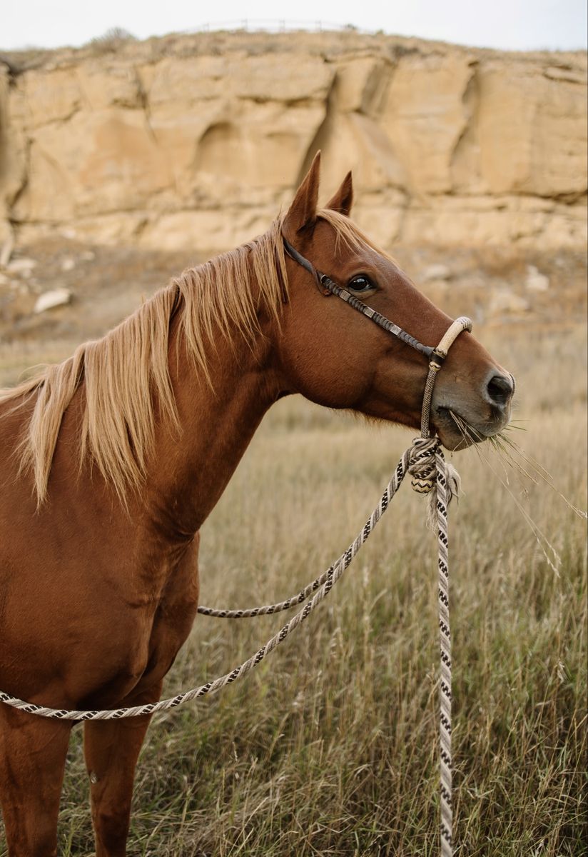 AQHA gelding- Can get him to Utah