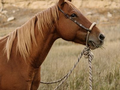AQHA gelding- Can get him to Utah