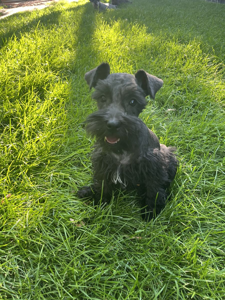 Female Miniature Schnauzer Puppy For Sale