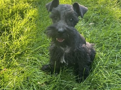 Female Miniature Schnauzer Puppy For Sale