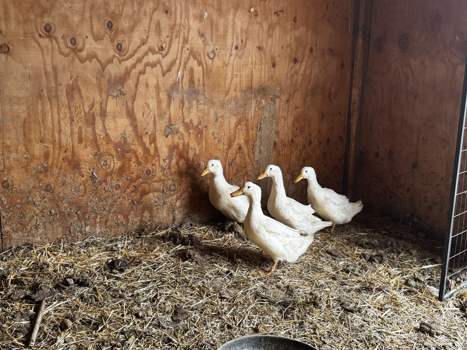Ducks