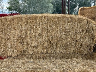 Wheat straw bales