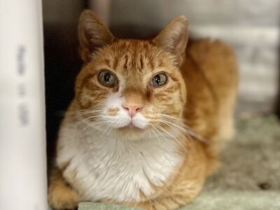 Hello my name is Paul Bunyan