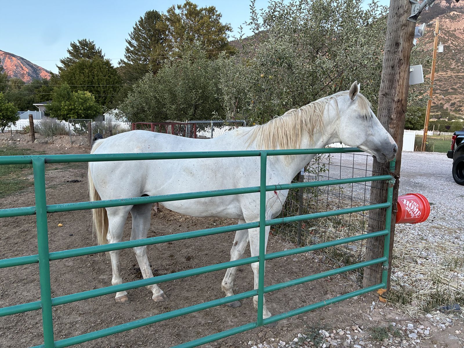 Great 9 year old gelding located in North Ogden