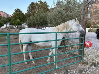Great 9 year old gelding located in North Ogden