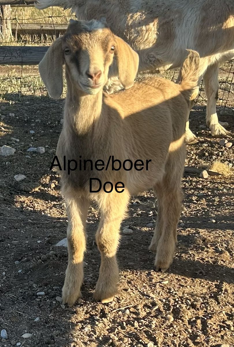 Alpine/Boer Goat Doe - Young Female Goat for Sale