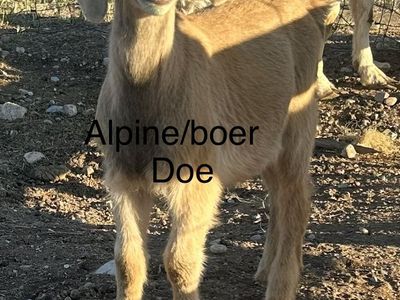 Alpine/Boer Goat Doe - Young Female Goat for Sale