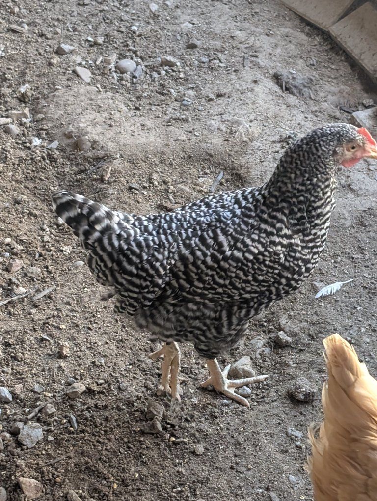 Barred Rock pulley