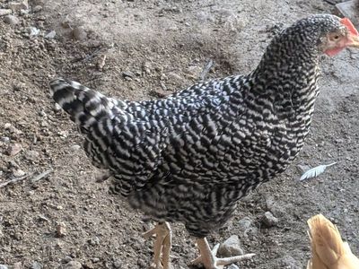Barred Rock pulley