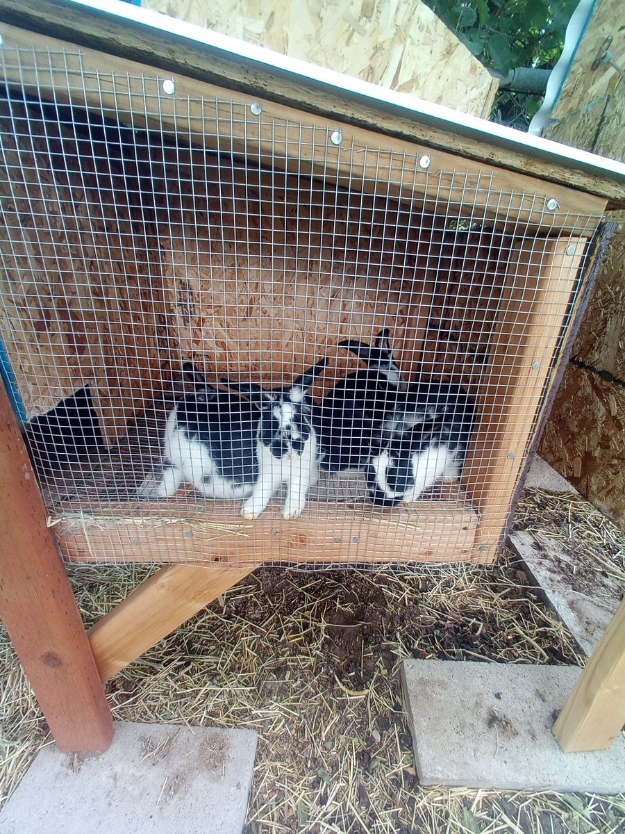 8 week old bunnies