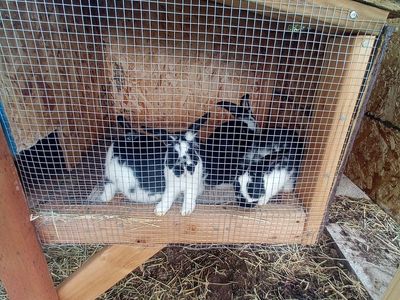 8 week old bunnies