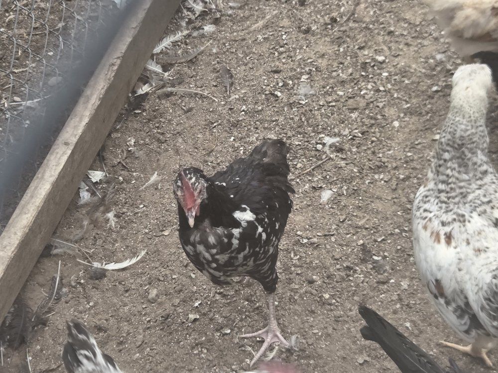 FREE YOUNG ROOSTERS