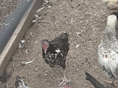 FREE YOUNG ROOSTERS