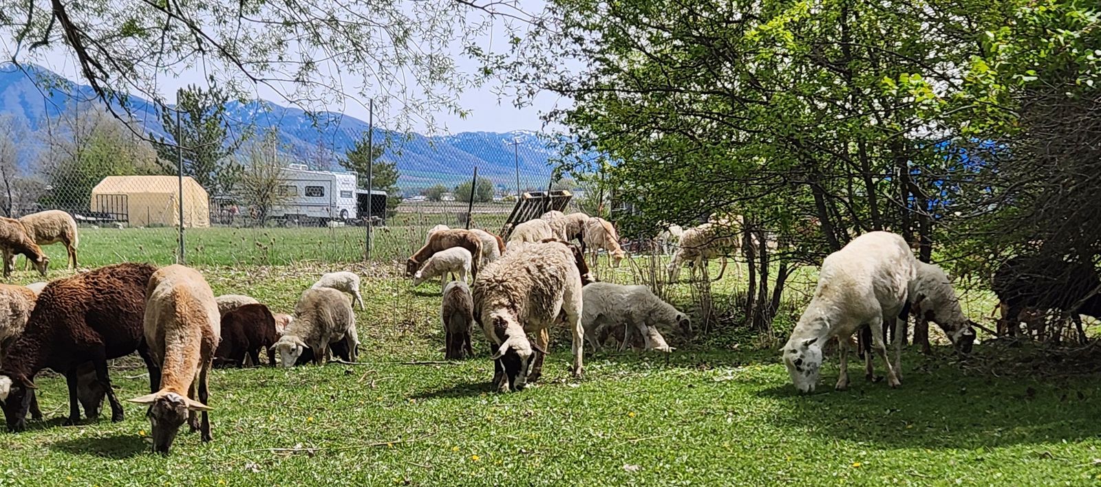 Hair Sheep Ewes and Lambs