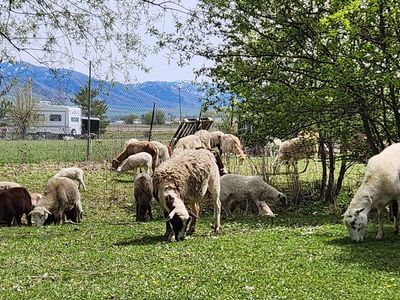 Hair Sheep Ewes and Lambs