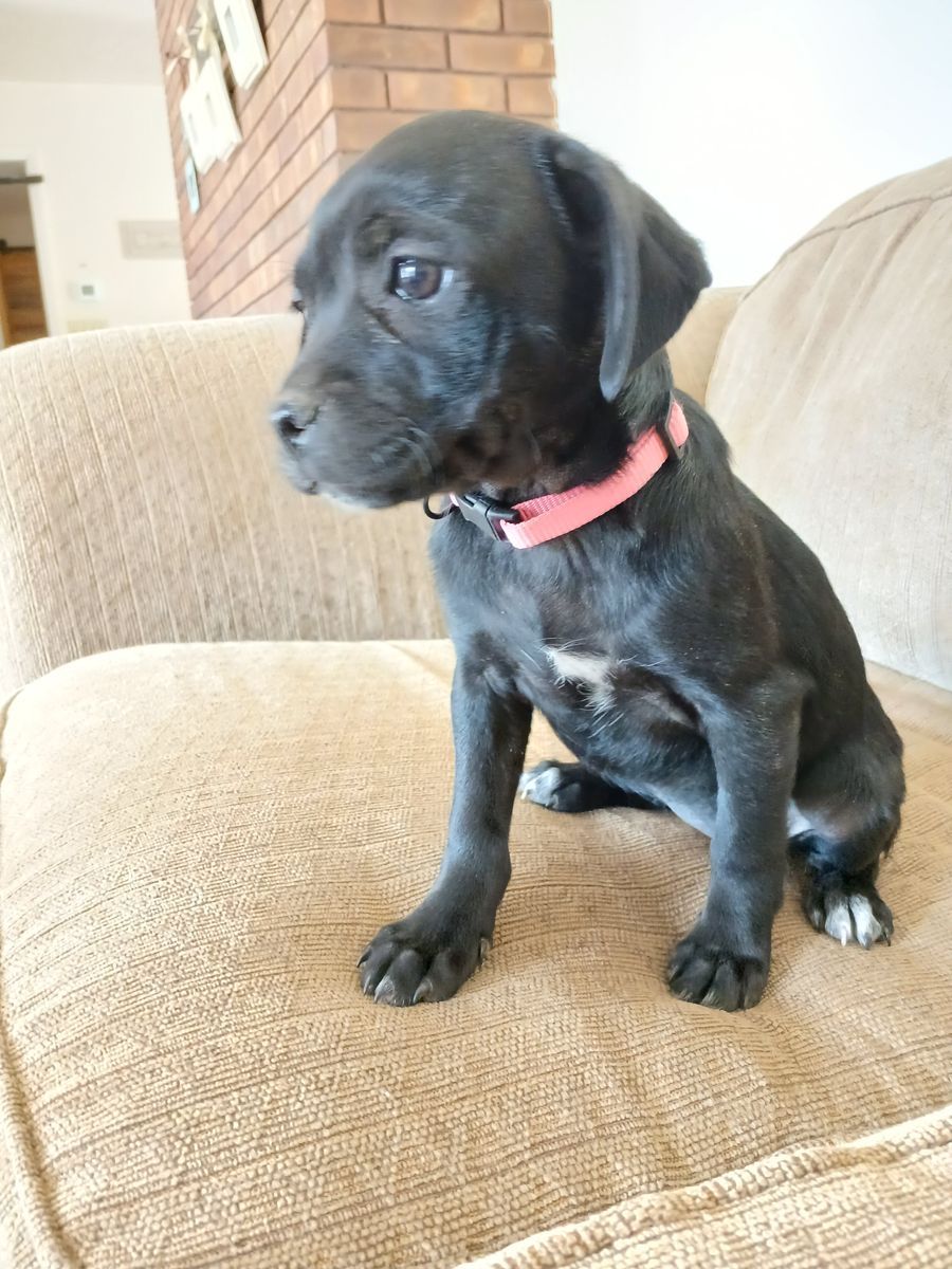 Puppies for Sale