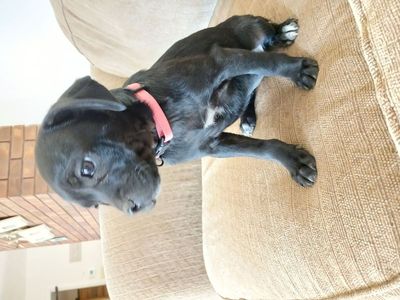 Puppies for Sale