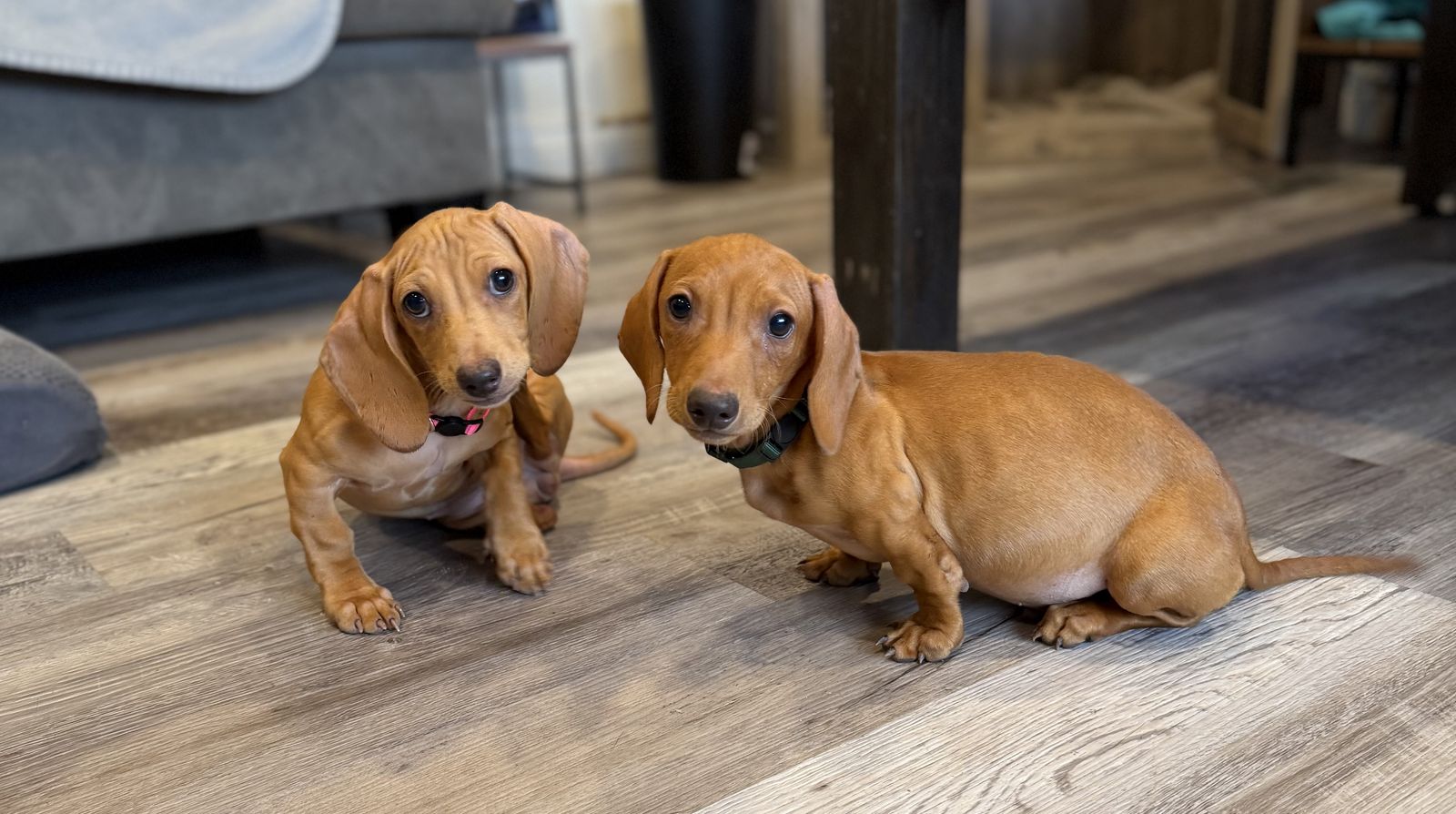 12 Week Old Tweenie Dachshunds