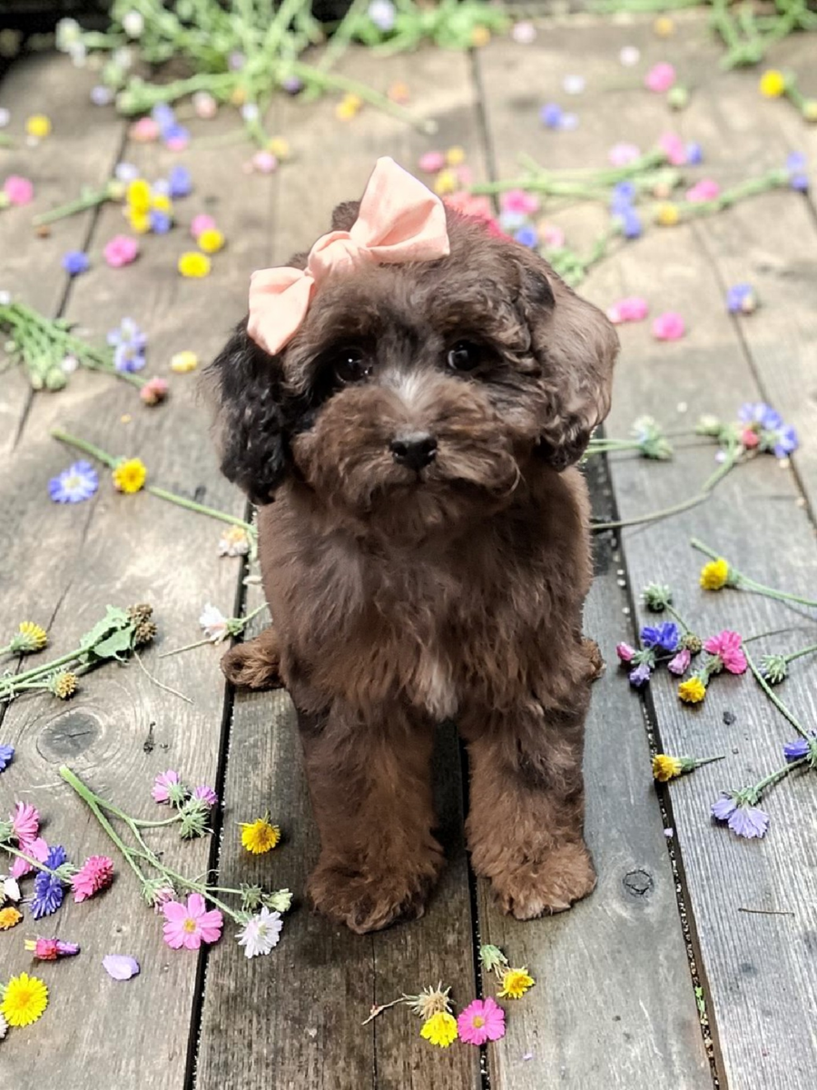 Tiny Multigeneration Cavapoo Puppies (Cavalier Poodle)