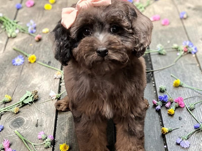 Tiny Multigeneration Cavapoo Puppies (Cavalier Poodle)