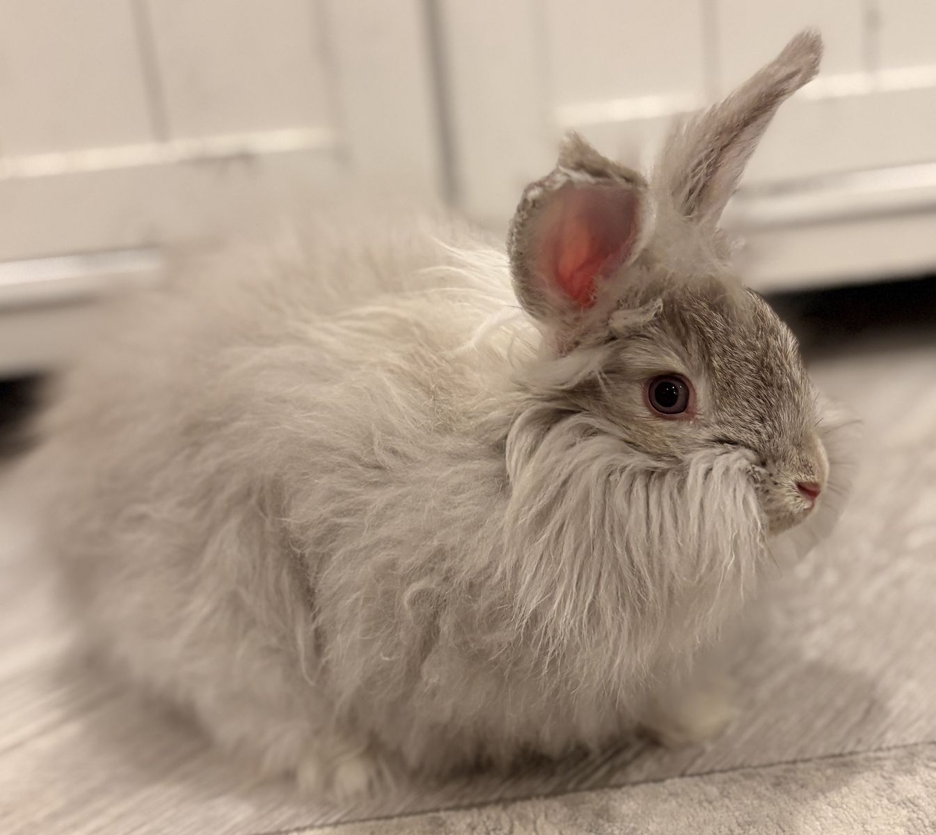 Pedigreed English Angora Buck Bunny- Chinchilla