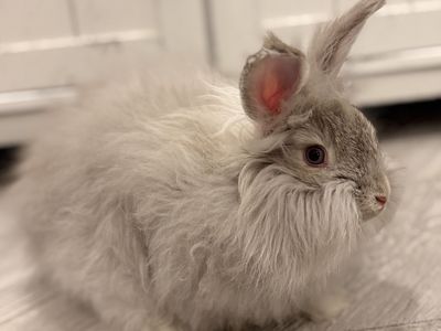 Pedigreed English Angora Buck Bunny- Chinchilla