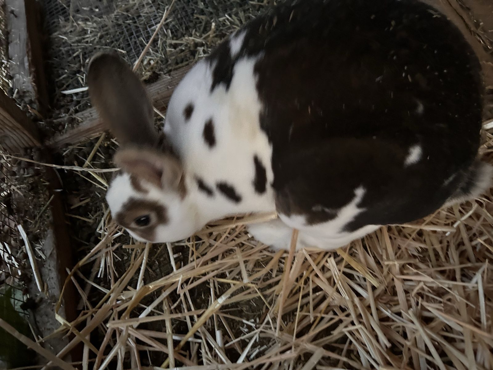 Male mini Rex rabbit for sale. Cage for free if you want it.