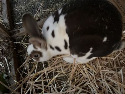 Male mini Rex rabbit for sale. Cage for free if you want it.