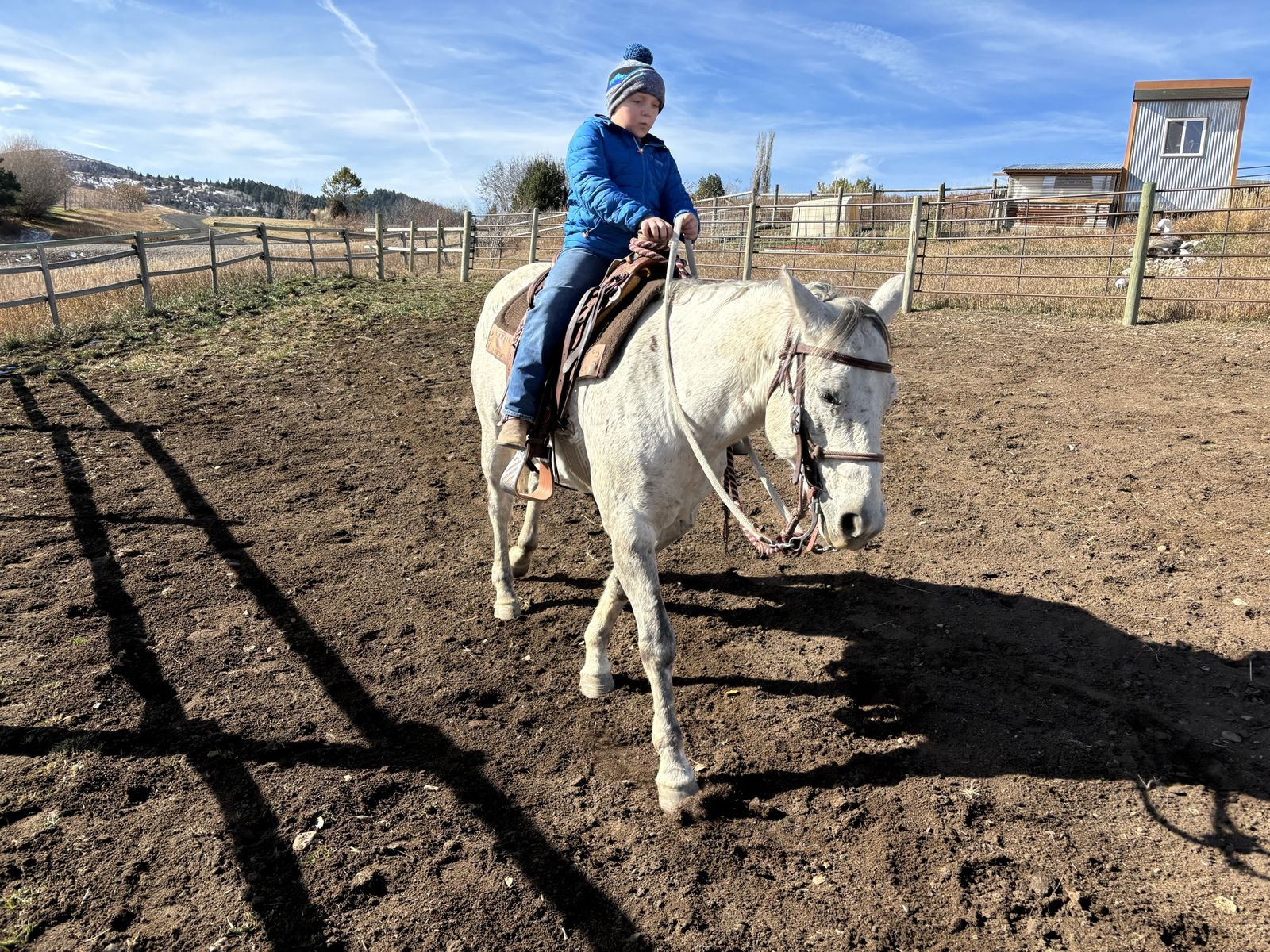 Gentle grey gelding