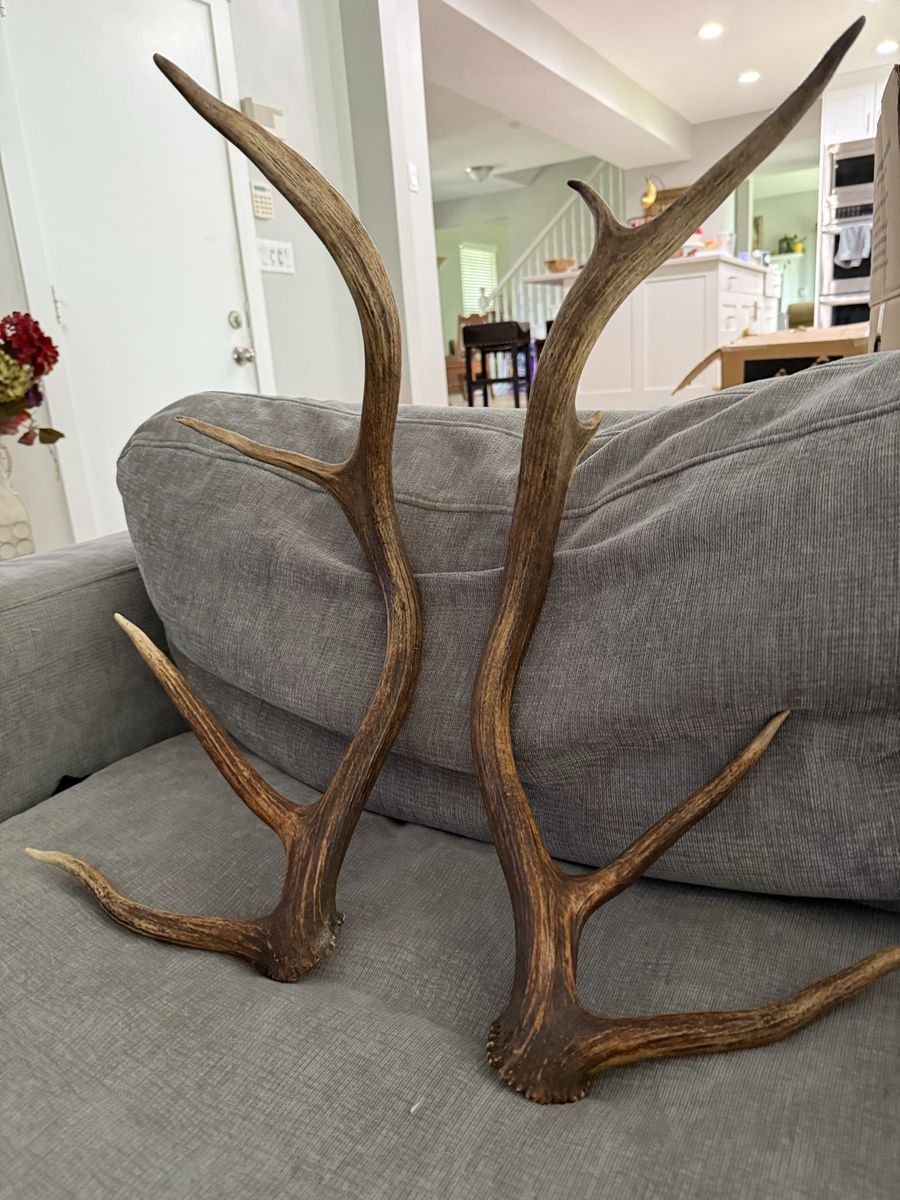 Large Antlers Shed Horns Rack Set - Natural Home Decor Taxidermy